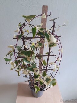 Senecio makroglosus - 4
