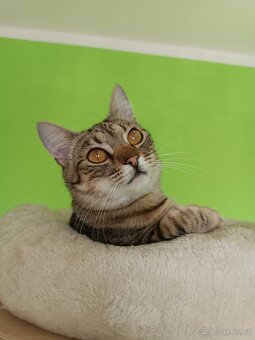 LUNA - kastrovaná kočička 9 měsíců - 4