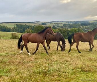 Mladý hřebec - 4
