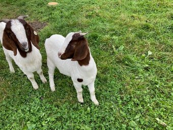 prodám burské kozičky - 4