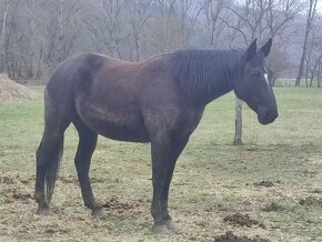 Appaloosa X Bavorský teplokrevník - 4