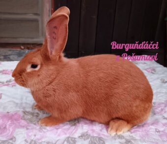 BURGUNDSKÝ králík s PP - SAMEČCI A SAMIČKY ⭐️⭐️⭐️ - 4