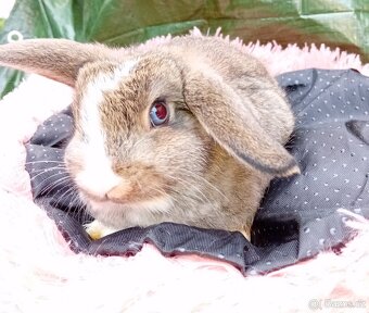 Překrásná samicka zakrsleho králíčka - 4