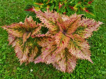 Africké okrasné kopřivy COLEUS SEMENA - 4