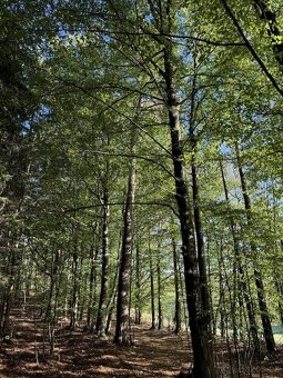Prodám lesní pozemky v k.ú. Zvole u Zábřeha - 4