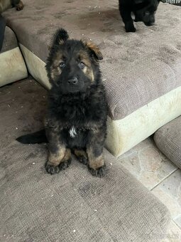 prodám štěňata Německého ovčáka s PP - 4