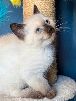 Britská+Ragames colorpoint - 4