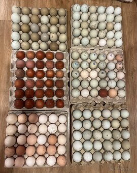 NV na barevná vejce - 4