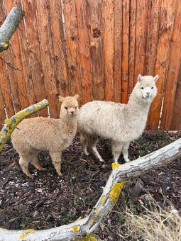 Lama Alpaka - Samice - 4