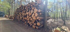 Palivové dřevo tvrdé- velkoodběr - 4