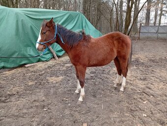 Roční hřebeček QH x Appaloosa - 4