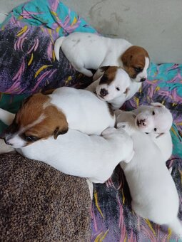 Jack Russell Teriér - štěňátka - 4