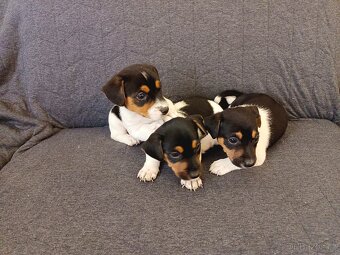 Jack Russell - 4