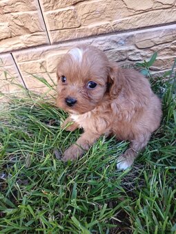 Cavapoo,cavapo - 4