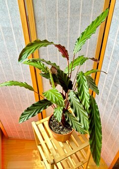Kalatea, Calathea sametová N2 - 4
