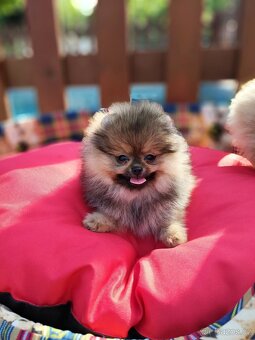 Pomeranian s PP - 4