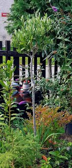 Olivovník, stromky, rostliny do zimní zahrady - 4