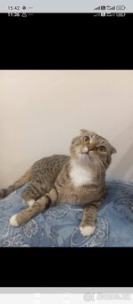 Krásný skotský klapouchý kocourek - 4