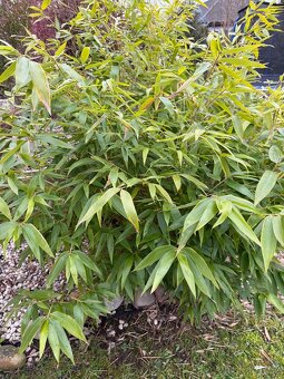 Bambus Fargesie - Semena - 4