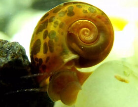 Akvarijní šneci - piskořky a okružáci všech barev - 4