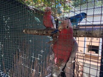 Kakadu růžový - 4