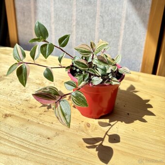 Voděnka, Tradescantia "Quadricola", baby - 4