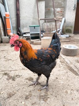Kohoutci marans - 4