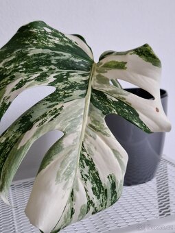 Monstera albo variegata - 4