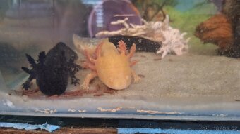 Axolotl - 4