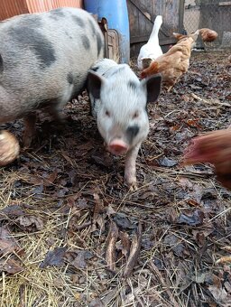 Gottingenská mini-prasátka - 4