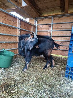 Holandská zakrslá - 4