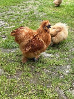 Kroužkovaný kohout hedvábnička - 4