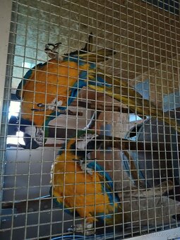 Ara Ararauna 1,1 REZERVOVÁNO - 4