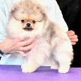 Pomeranian - 4