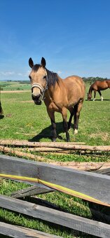 Quarter horse k prodeji - 4