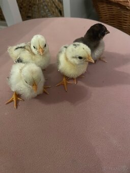 Kuriatka-Ayam serama - 4