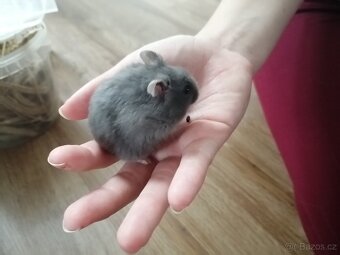 Křeček džungarský miminka - 4
