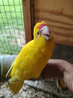 Kakariki mláďata - 4
