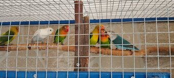 Agapornis Fišerův - 4