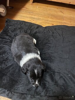 Štěňata border kolie - 4