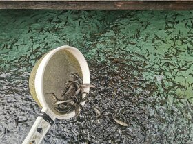 Pstruh duhový násada - 4