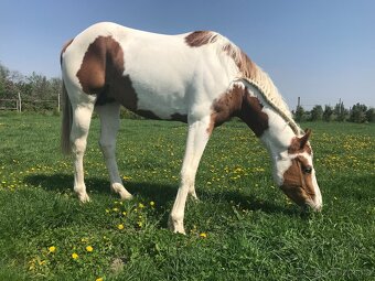 Predám 10 ročného žrebca Paint Horse - 4