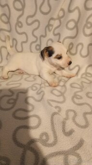 Jack Russell teriér - 4