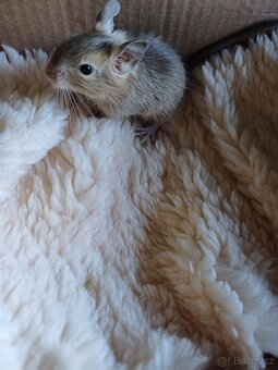 Osmák degu - 4