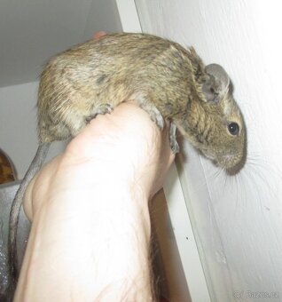 Osmák Degu - mláďata - 4
