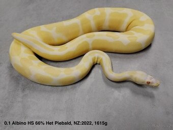 Krajta královská subadult a adult - 4