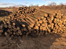 Predám agátové stlpy-koly, žrde, ohradníky. Doprava celá SR. - 4
