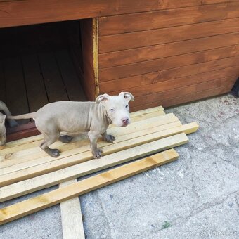 Americký pitbulterier pitbul pitbull lilac - 4