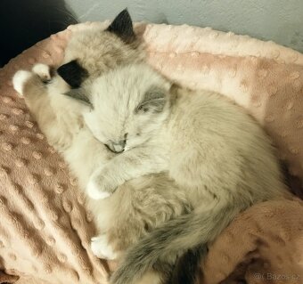 Ragdoll kříženec - 4