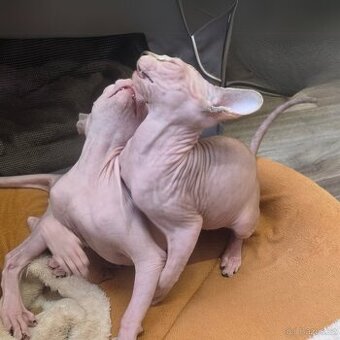 Koťatka kanadský sphynx s PP (testovaní rodiče) - 4